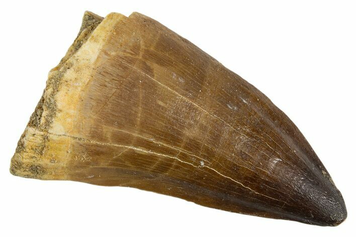 Fossil Mosasaur (Thalassotitan) Tooth - Morocco #345114